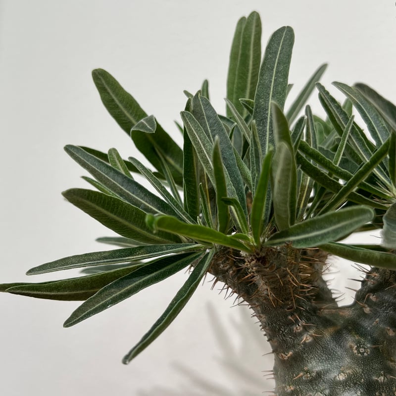 パキポディウムグラキリス × 小野瀬一 | MEGASHEEP