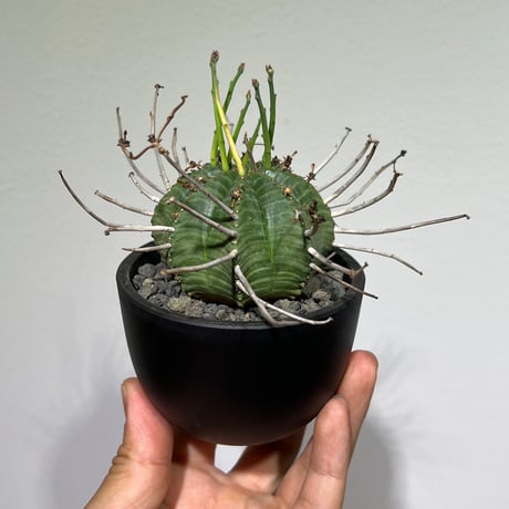 スーパーバリダ | STORES