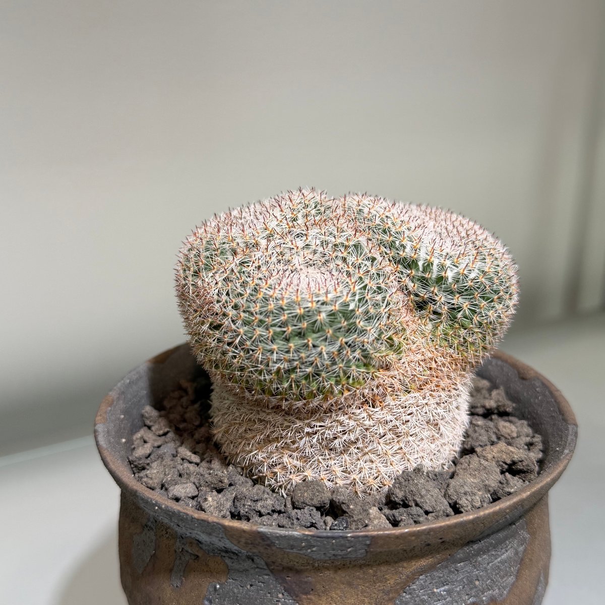 【美株】マミラリア 大福丸 国内実生 陶器鉢入 塊根植物 サボテン コーデックス マミラリア 大福丸 Gold gray pot | MEGASHEEP