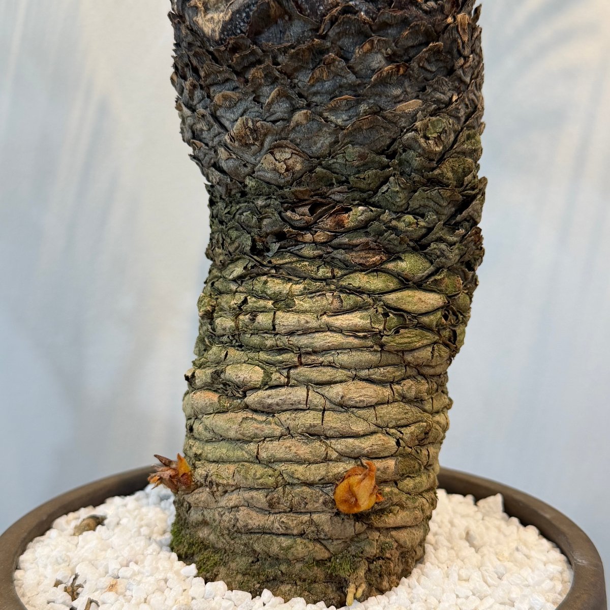 【冬支度セール】サイカス・レボルタ / ソテツ 多頭 大株 ガーデニング 冬支度セール】サイカス・レボルタ / ソテツ 多頭 大株 ガーデニング