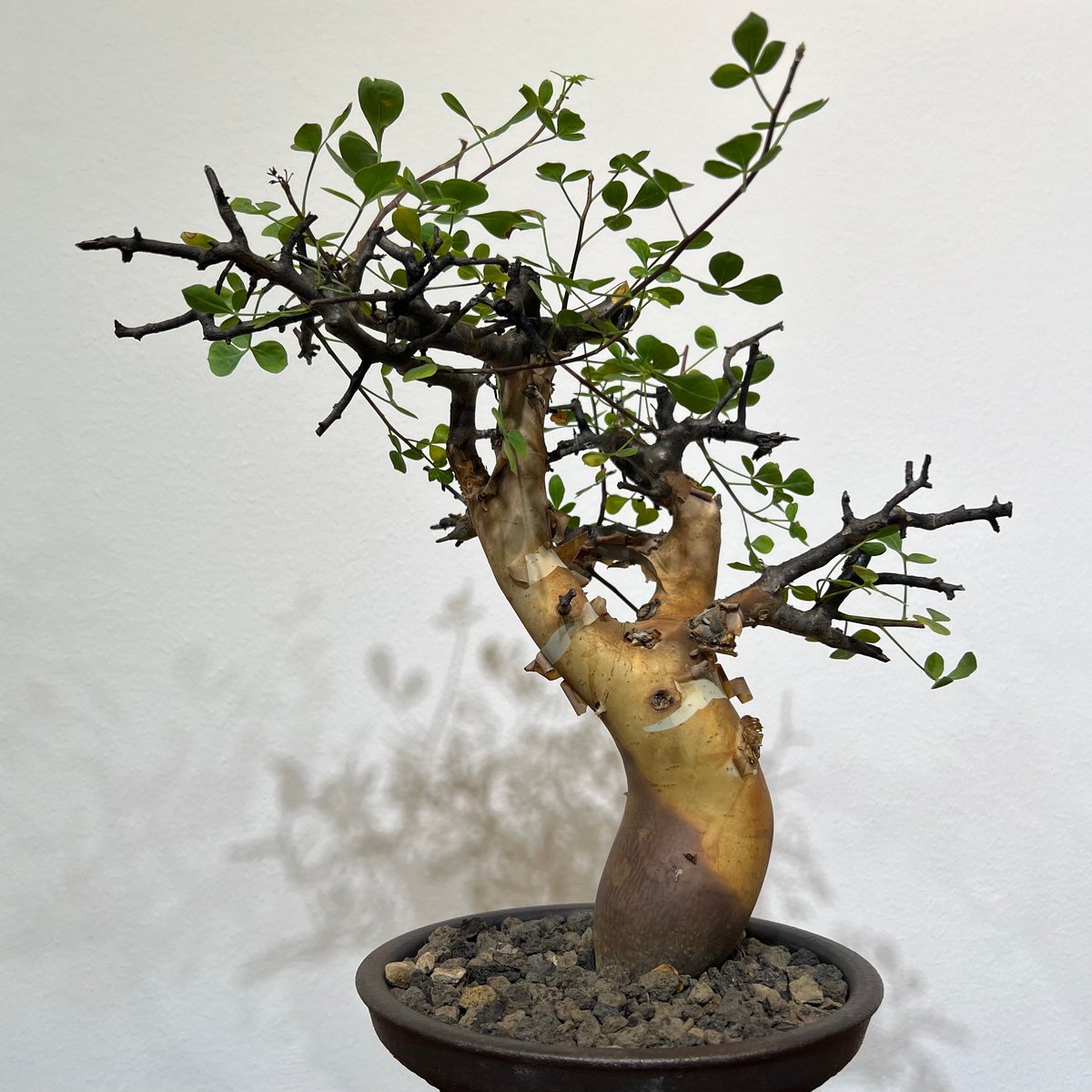 コミフォラ カタフ ピュア | MEGASHEEP