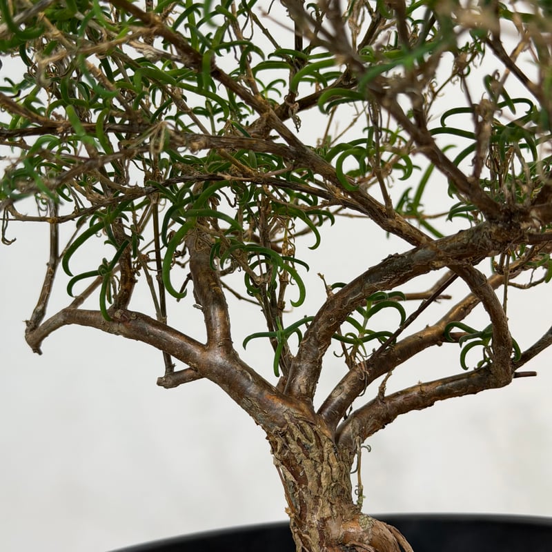 K*O様 メストクレマ★アルポリフォルメ★塊根植物★コーデックス★発根済み鉢ごと メストクレマ アルボリフォルメ | MEGASHEEP