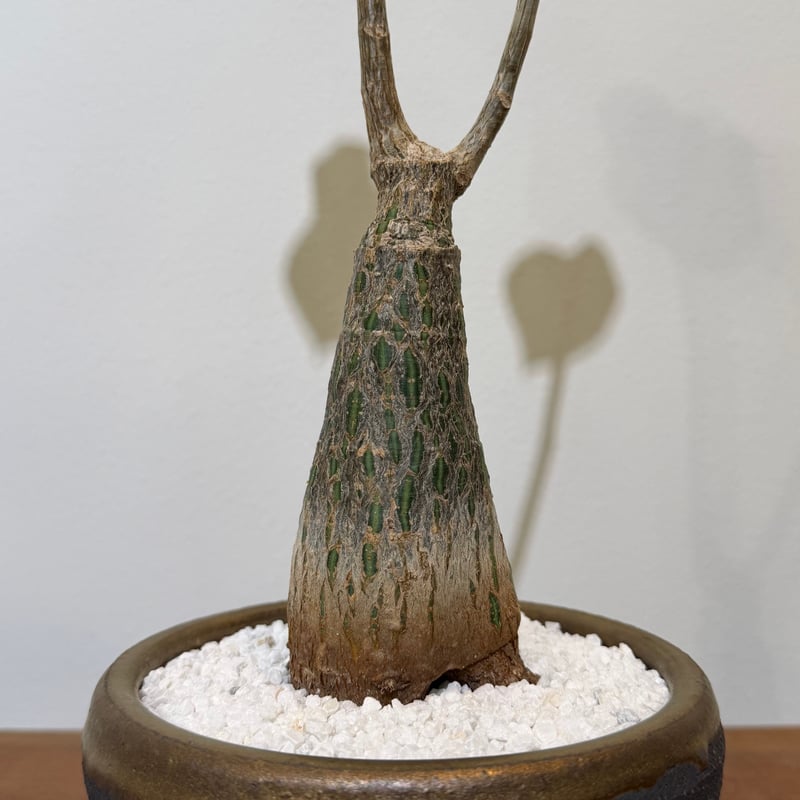 プセウド ボンバックス エリプティクム | MEGASHEEP