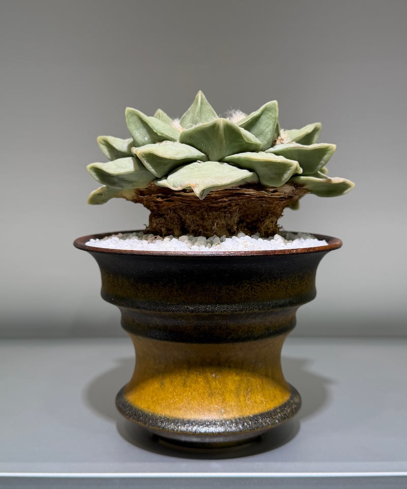 アリオカルプス 玉牡丹 yellow brown pot | MEGASHEEP
