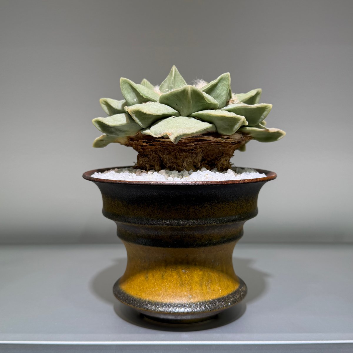 アリオカルプス 玉牡丹 yellow brown pot | MEGASHEEP