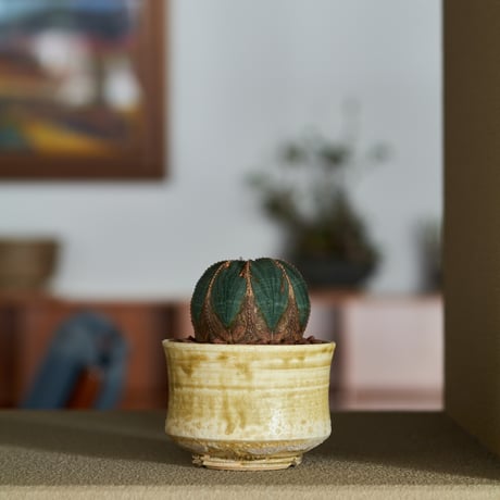 ユーフォルビアオベサ | STORES