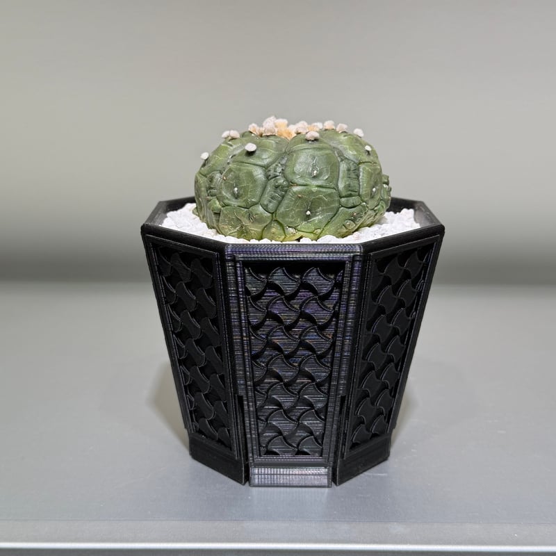 アストロフィツム 亀甲瑠璃兜 × MEGASHEEP original pot | MEGAS