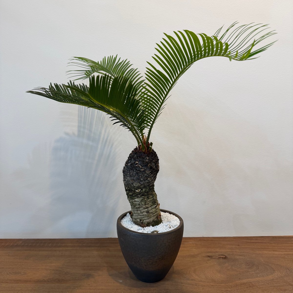 ソテツ サイカス レボルタ | MEGASHEEP