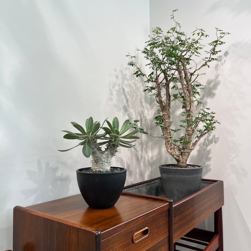 パキポディウムホロンベンセ | MEGASHEEP