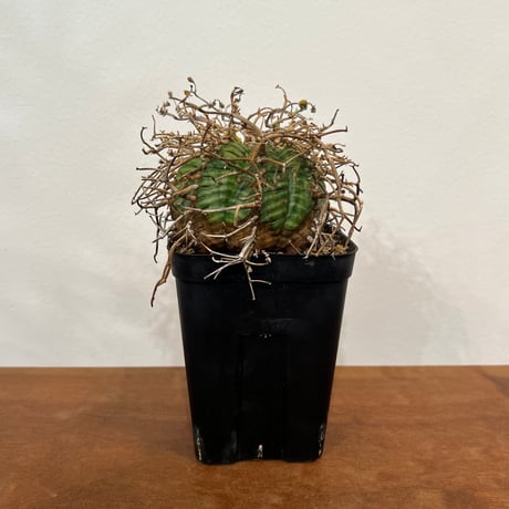 ユーフォルビアスーパーバリダ | STORES