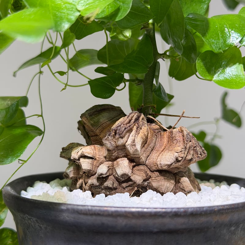 ディオスコレア エレファンティペス 亀甲竜 Gray gold pot | MEGASHEEP