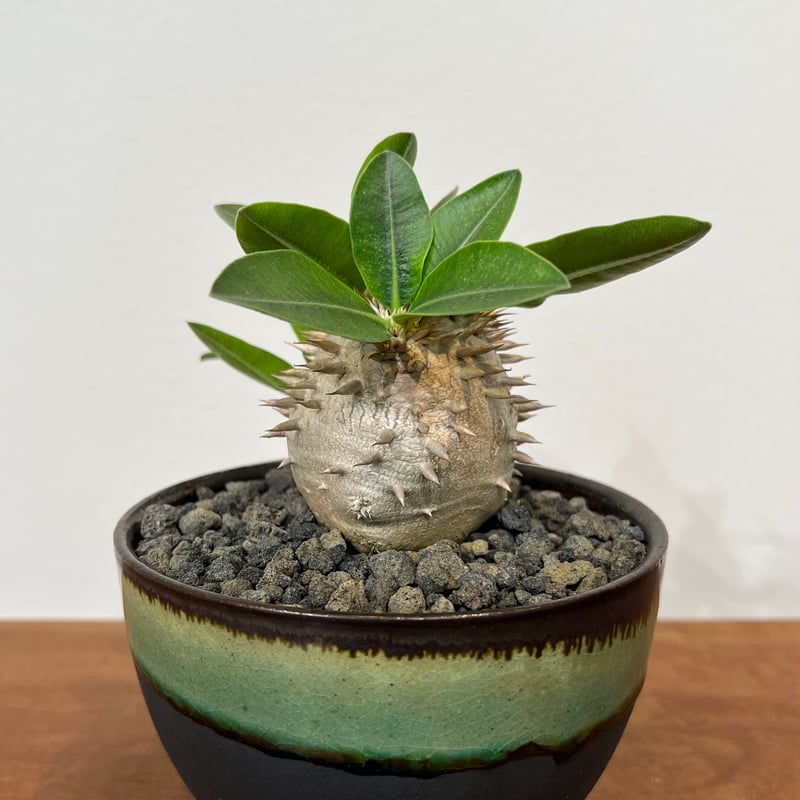 縁起物　※お値打ち※ 良型分岐  パキポディウム デンシカウレ 恵比寿大黒 縁起物 ※お値打ち※ 良型分岐 パキポディウム デンシカウレ 恵比寿大黒