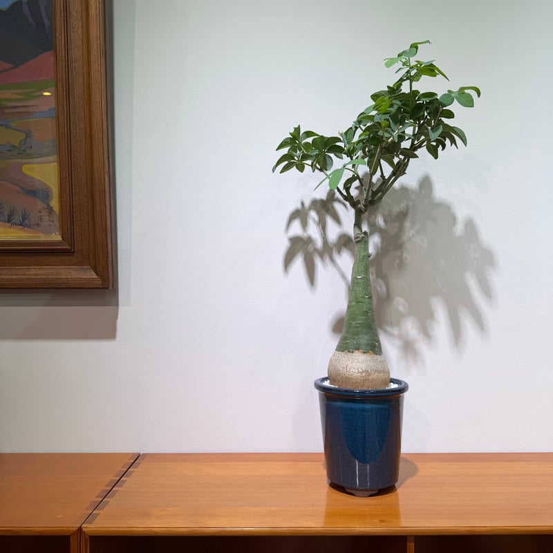 9月入荷 アデニア グラウカ 10粒 種 種子 証明書あり2608 9月入荷