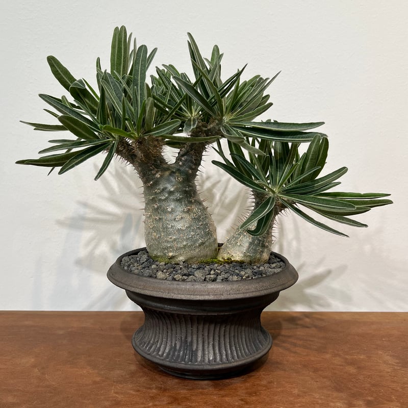 パキポディウムグラキリス × 小野瀬一 | MEGASHEEP