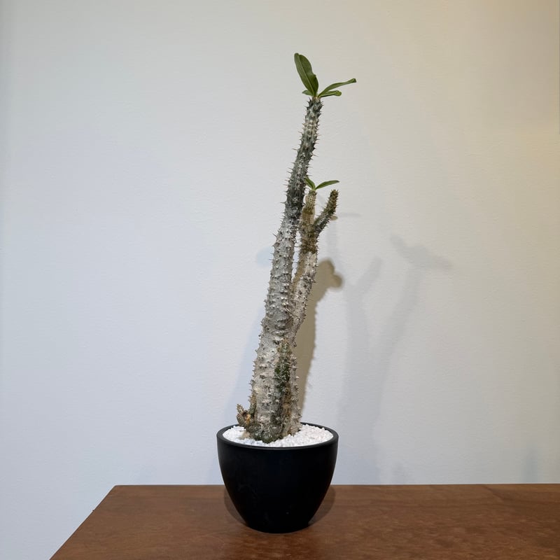 パキポディウム ホロンベンセ | MEGASHEEP