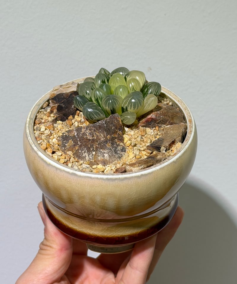 ハオルチア オブツーサ錦 yellow pot | MEGASHEEP