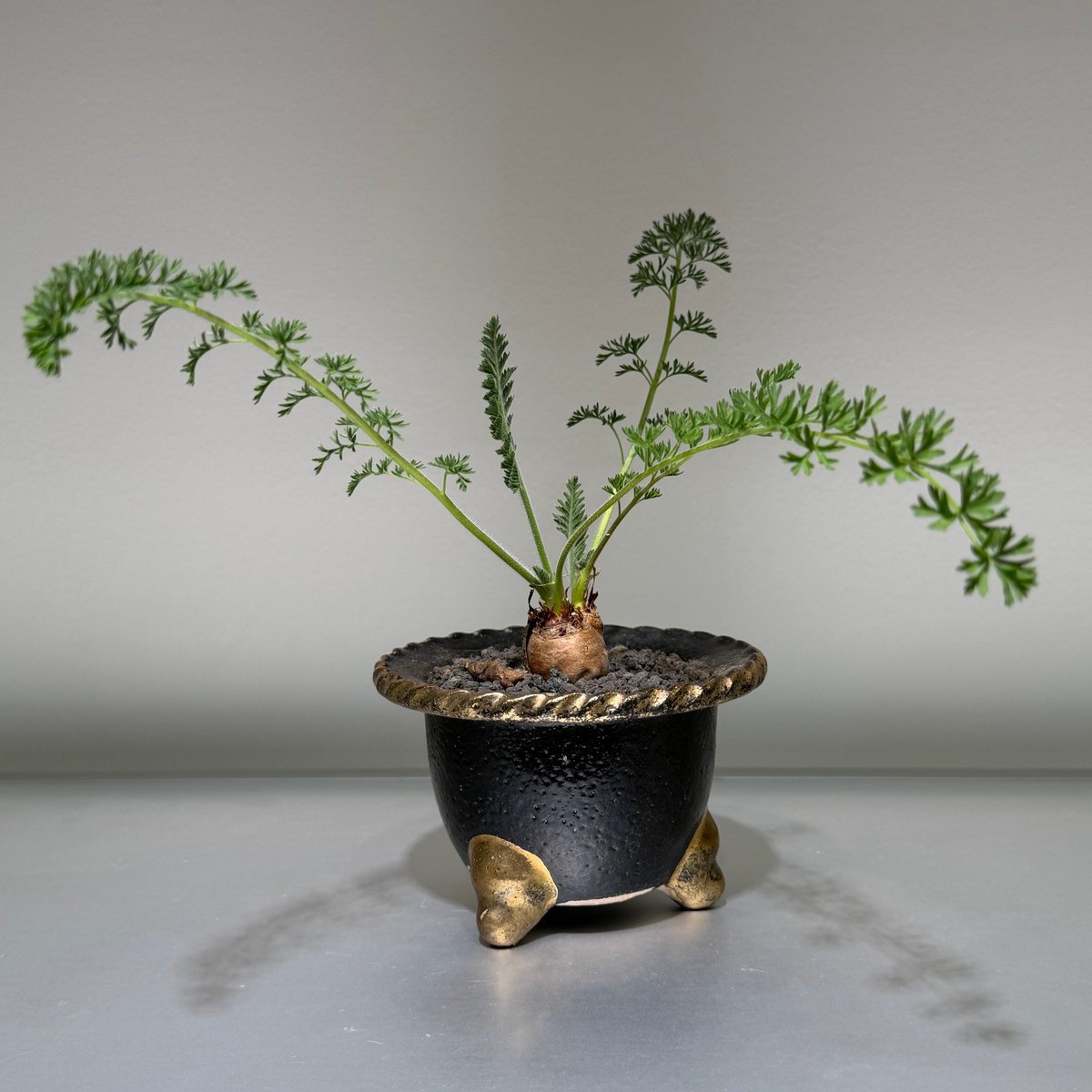 ペラルゴニウム ラパセウム omoto pot | MEGASHEEP