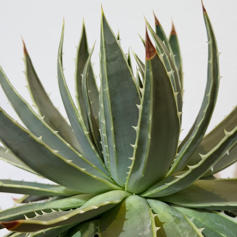 アロエ ポリフィラ 01 | MEGASHEEP