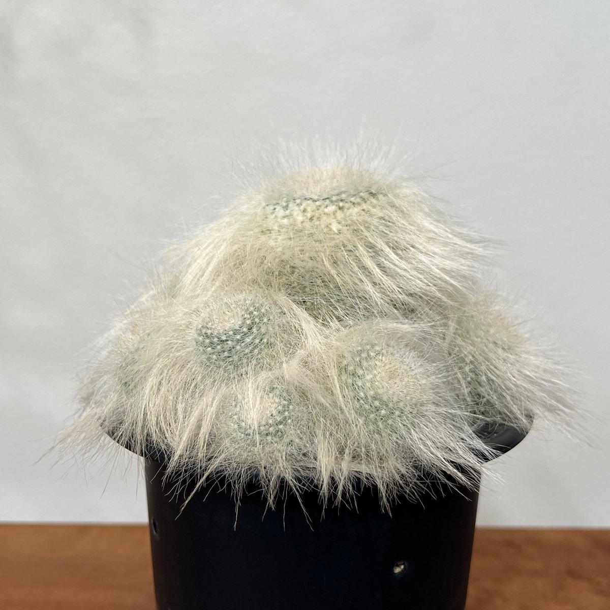 マミラリア穴原玉翁殿 群生 | MEGASHEEP