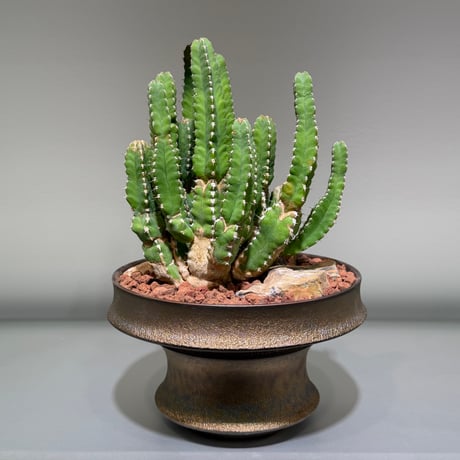 ユーフォルビア | STORES