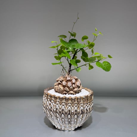 ディオスコレアエレファンティペス | STORES