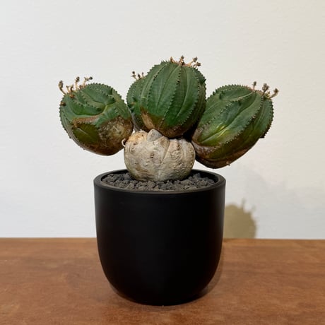 ユーフォルビアオベサ | STORES