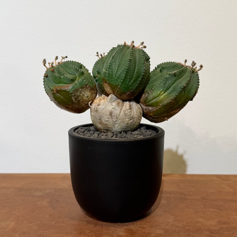 ユーフォルビア オベサ 梵天 斑入 モンスト 02 | MEGASHEEP