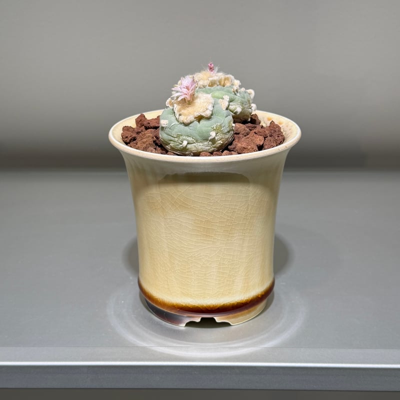 ロフォフォラ 銀冠玉 yellow white pot | MEGASHEEP