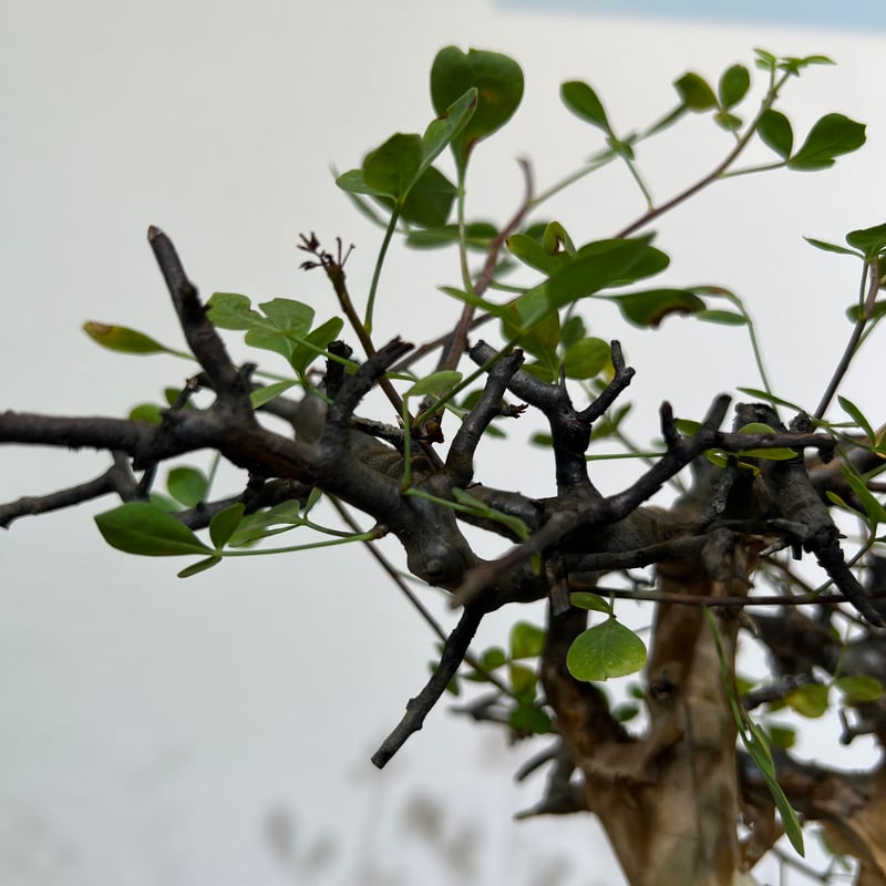 コミフォラ カタフ ピュア | MEGASHEEP