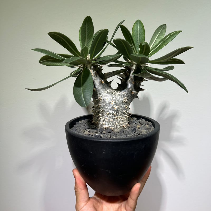 パキポディウムホロンベンセ | MEGASHEEP