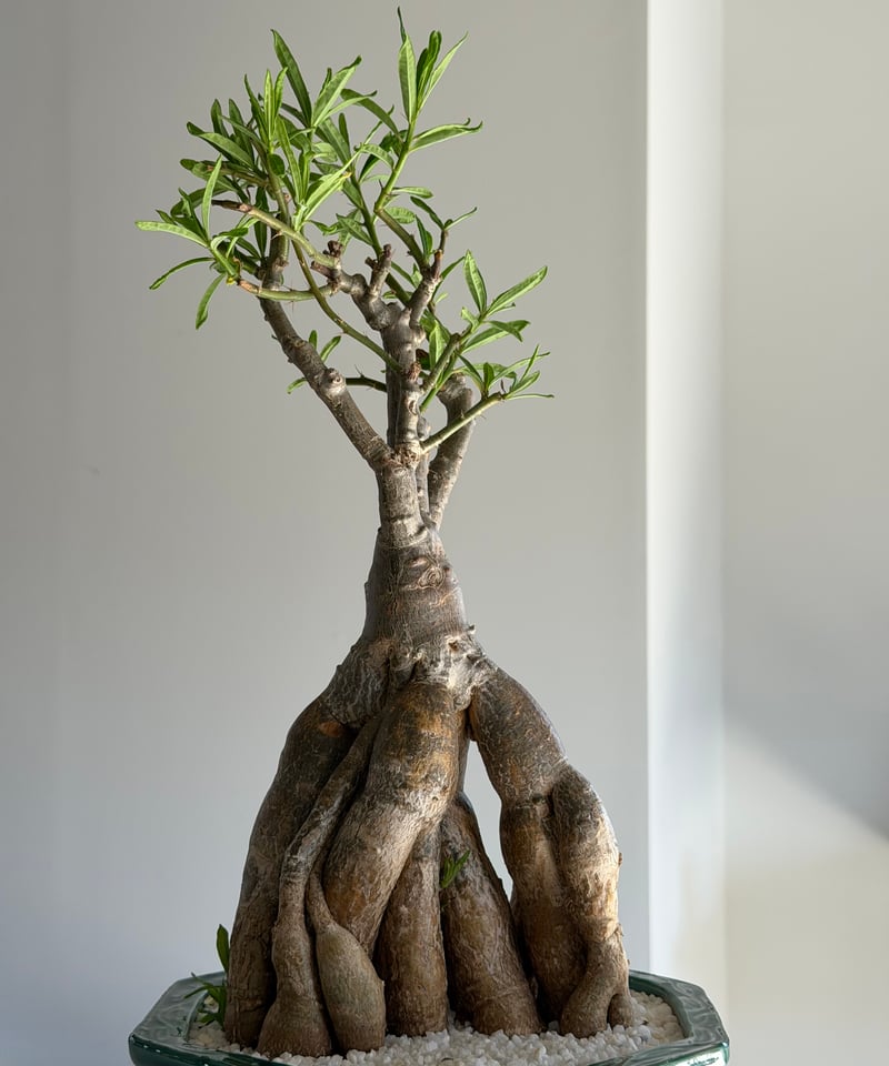パキポディウム サキュレンタム green bonsai pot | MEGASHEEP