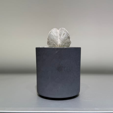 @コーデックス オトンナ カカリオイデス 国内 実生株 冬型 コーデックス 704 珍奇塊根