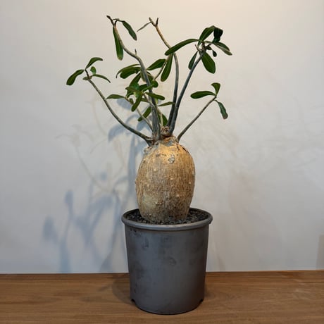 ソマレンセ | STORES