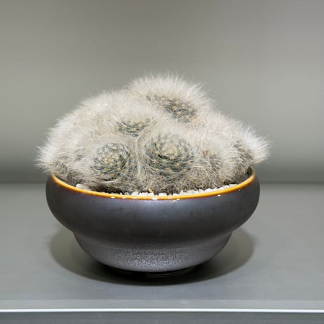 マミラリア 薫晃殿 gray pot | MEGASHEEP