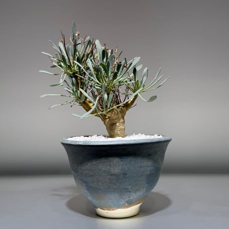 オトンナユーフォルビオイデス | STORES