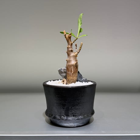 オトンナ | STORES