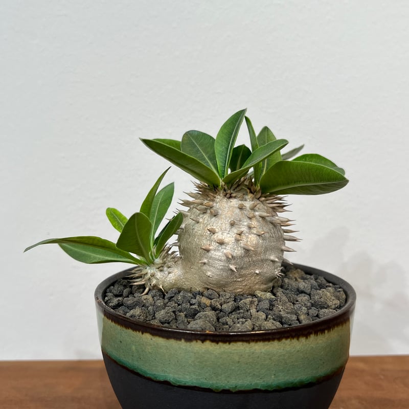 パキポディウムデンシカウレ 恵比寿大黒 | MEGASHEEP