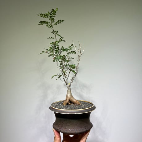 パキコルムスディスカラー | STORES