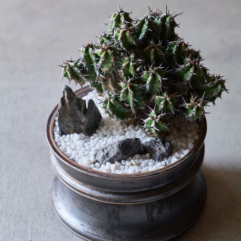 ユーフォルビア ミトリフォルミス silver gray pot | MEGASHEEP