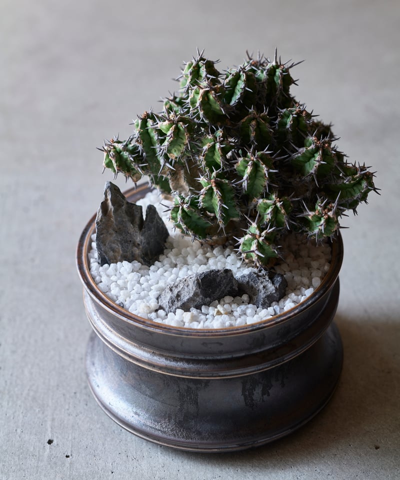 ユーフォルビア ミトリフォルミス silver gray pot | MEGASHEEP