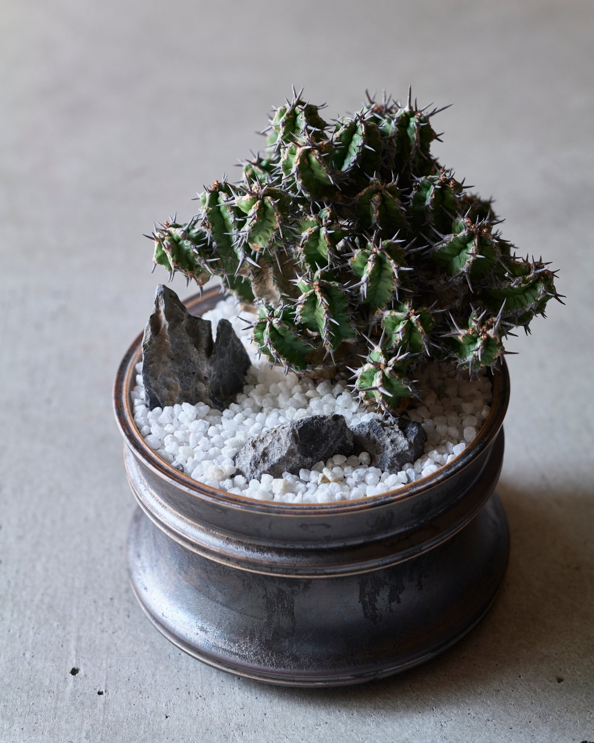 ユーフォルビア・ミトリフォルミス(鉢セット・送料込み) ユーフォルビア ミトリフォルミス silver gray pot | MEGASHEEP
