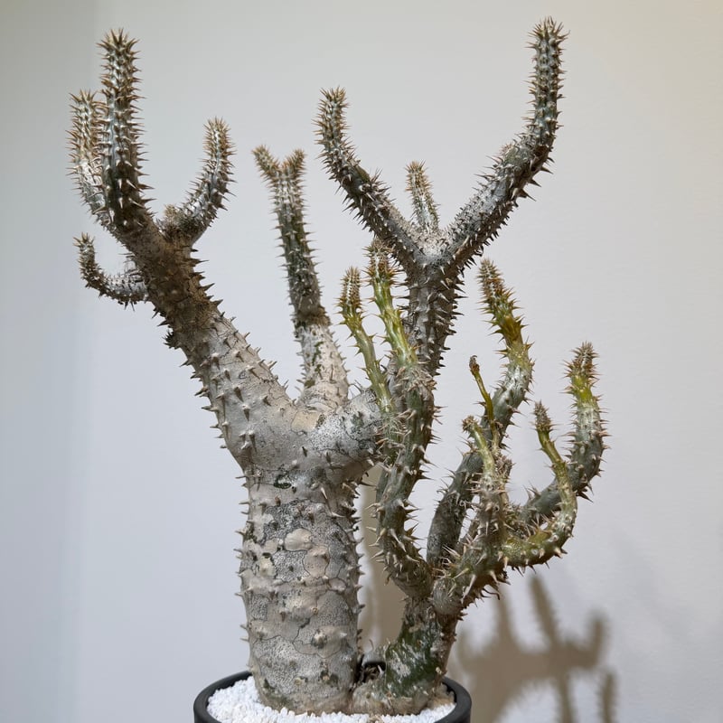 パキポディウム ホロンベンセ | MEGASHEEP