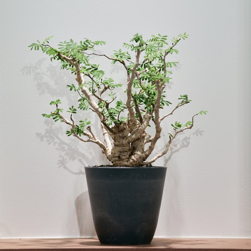 センナメリディオナリス | MEGASHEEP