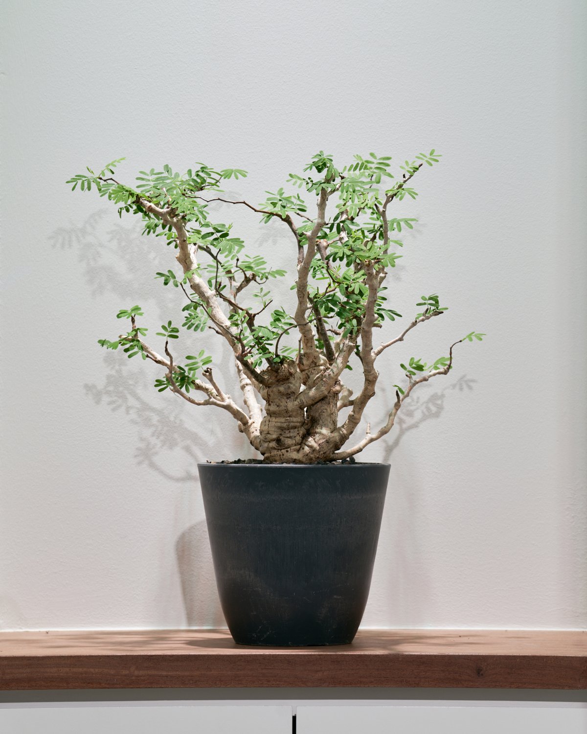 センナメリディオナリス | MEGASHEEP