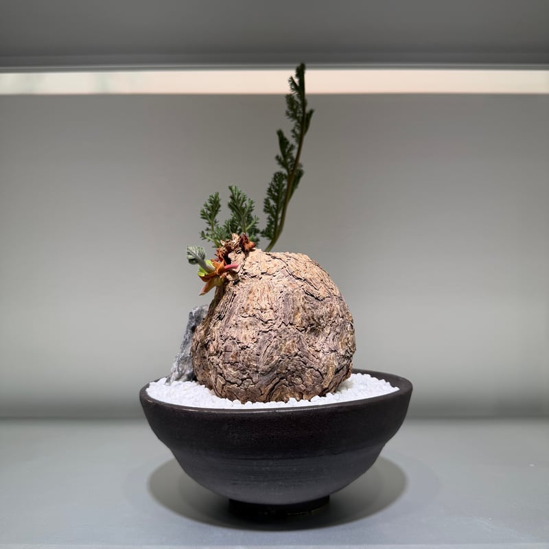 ペラルゴニウム トリステ × saki Hoshigumo dark -星雲- | MEGAS