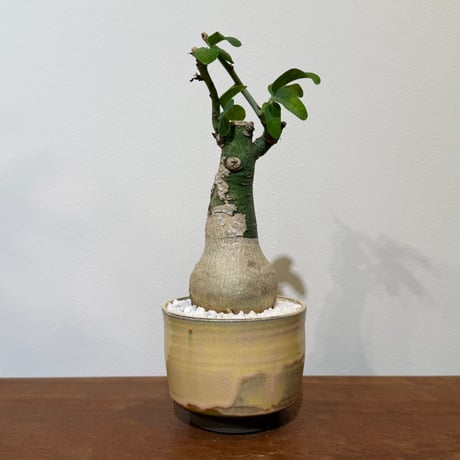 グラウカ | STORES