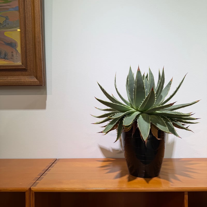 アロエ・ポリフィラ 9号鉢 アロエ・ポリフィラ 9号鉢 - zeitz-blitzschutz