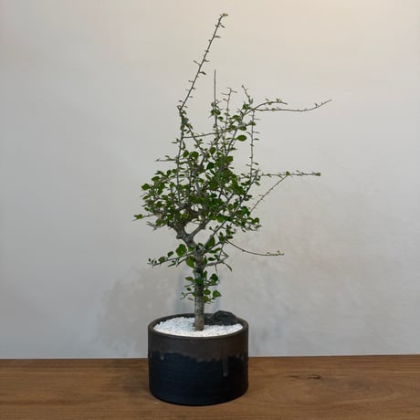 バツ　コミフォラ　カタフ バツ コミフォラ カタフ バツ コミフォラ カタフ コミフォラ カタフ