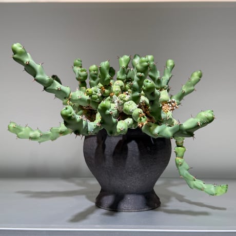 ユーフォルビア | STORES