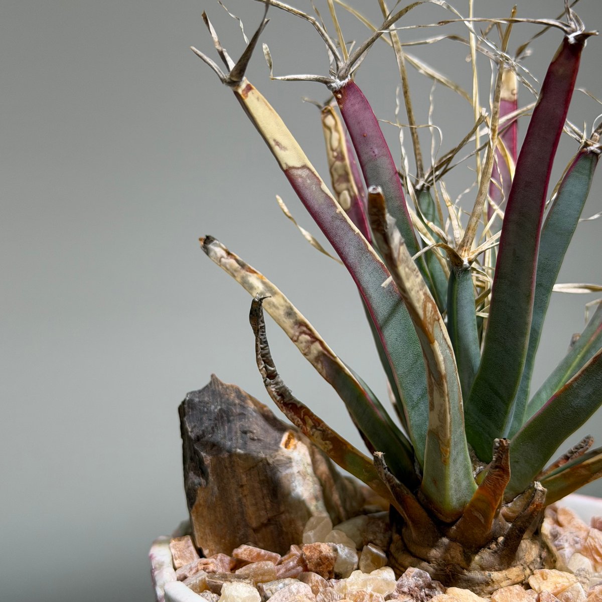 レウクテンベルギア プリンキピス 晃山 Pink pot | MEGASHEEP